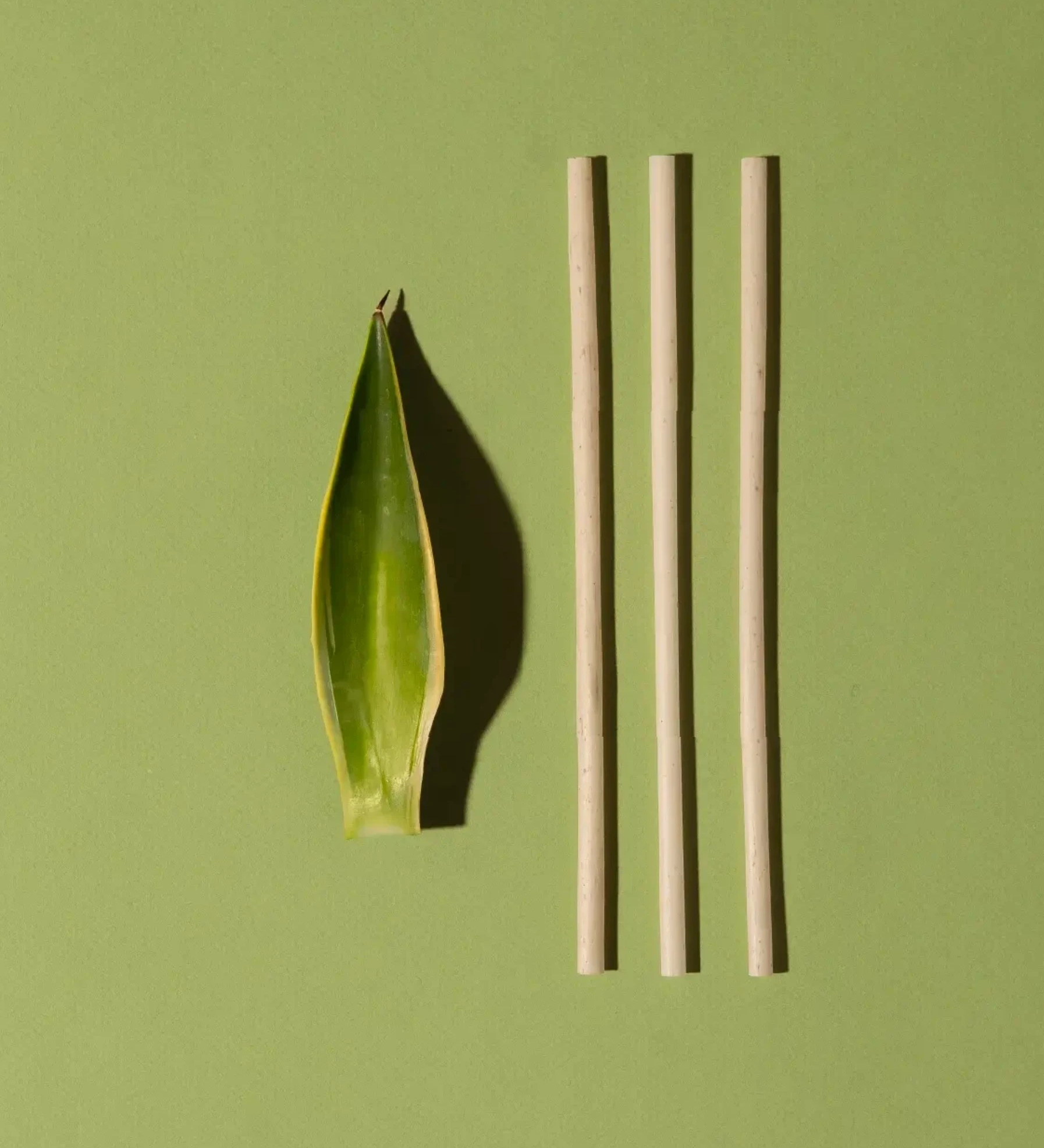 compostable reusable agave straws next to an agave plant leaf