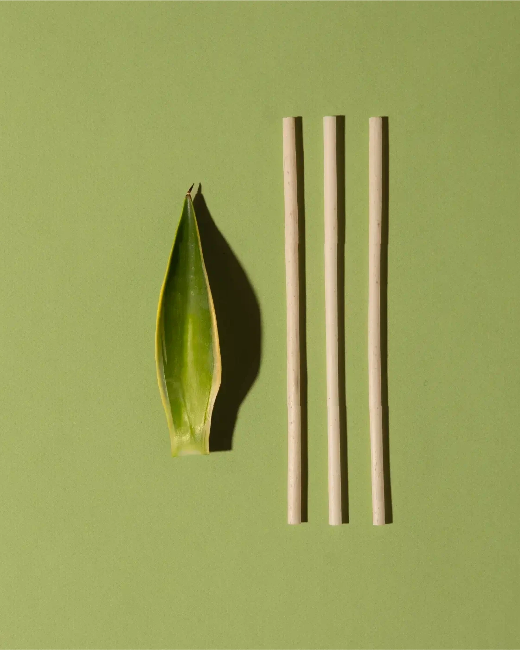 compostable reusable agave straws next to an agave plant leaf